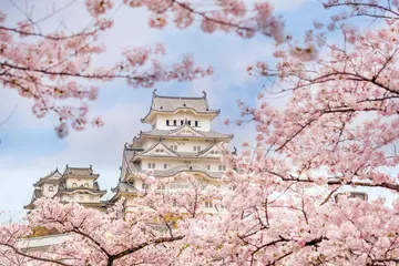Schilderijen op glas Himeji castle with sakura cherry blossom season © f11photo