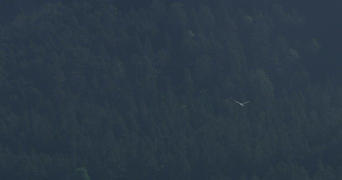 Birds Flying above the Achensee Lake, Scenic view pine tree forest in the background.