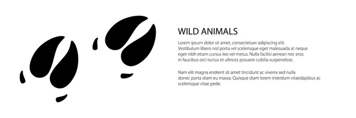 Banner of track of forest animal, trace of a predatory animal boar, vector illustration