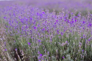 Naklejka premium blooming lavender