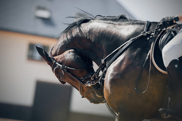 Equestrian sport. Neck sports brown horse. Portrait sports brown stallion in the bridle.