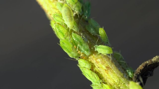 Macro shot of green Aphids on the stem. Aphidoidea.