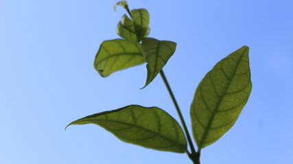 Naklejka premium green leaves on blue sky background