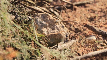 snake in the sand