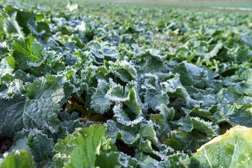 Ice and frost on canola leaves. Rapeseed field after harvest.