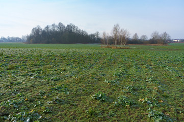 Obraz premium Rapeseed field after harvest. Ice and frost on canola leaves.