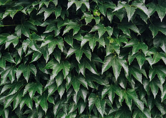 Leaves wild grape on wall. Natural green background.