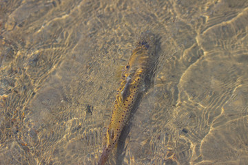 trout fish in the river
