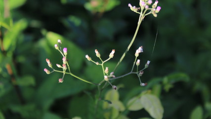 wild flowers in the garden