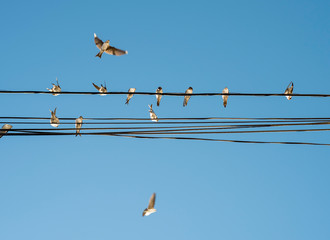 Swallows perched on power lines in the morning