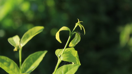 Obraz premium close up of a green plant