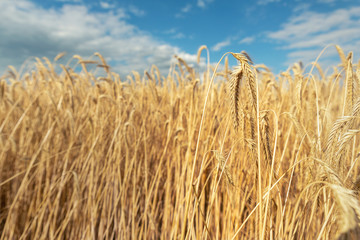 Scenic landscape of ripegolden organic wheat stalk field against blue sky on bright sunny summer...