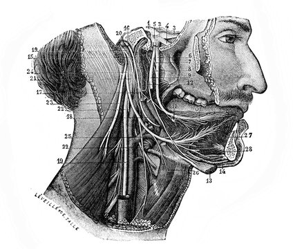 Sublabially รูปภาพSublingual – เลือกดูภาพถ่ายสต็อก เวกเตอร์ และวิดีโอ1,075 | Adobe ...
