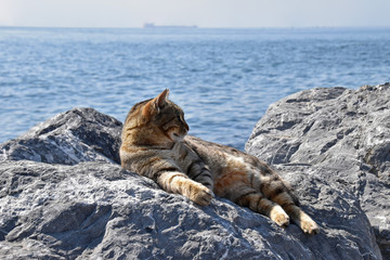 Tabby cat basks on the stones by the sea. Istanbul, Turkey