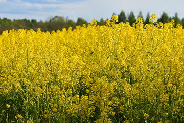 Obraz premium Field of yellow flowers in spring. A suburb of Vologda, Russia