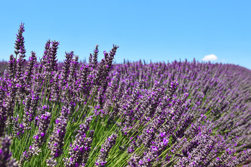 Fototapeta na wymiar Close-up field of blooming lavender on a clear day. Provence, France