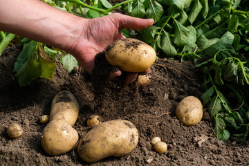Male Dirty Hand Holding Potato In Black Soil ,  Potatoes Harvest Season Concept , Organic Food