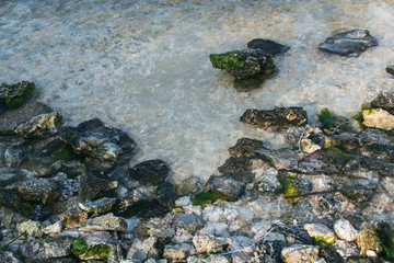 stones and algae on the shore