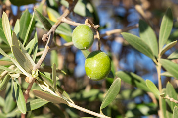 Green Olives on olive tree