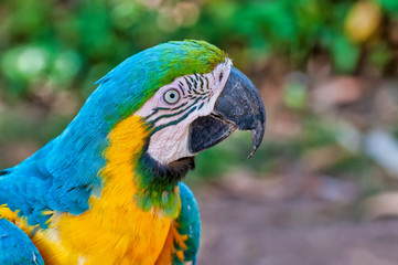 Blue and yellow macaw.
