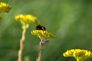 bumblebee on yellow flower,nature, insect, green,plant, flowers, spring, fly, garden, flora, animal, field,summer, pollen, 