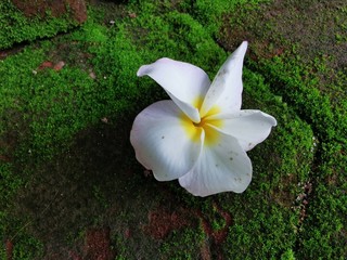 The white plumeria fell to the ground