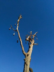dead tree against blue sky