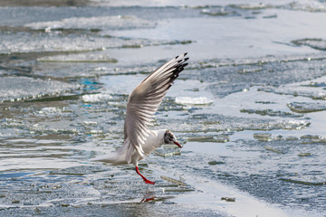 Black headed gull on ice floe