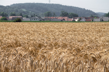 In the foreground a field of rye. In the background a small town and a hill.