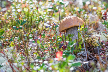 Orange cap boletus in green moss, reindeer lichen and blueberry on sunny day. Small fresh mushroom