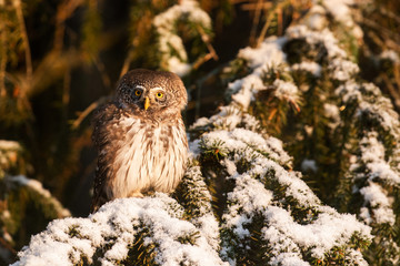 Serious looking predator adult Eurasian Pygmy Owl, Glaucidium passerinum, as the smallest owl in Europe, sitting and gazing on a snowy spruce branch in an old boreal forest of Estonia, Northern Europe
