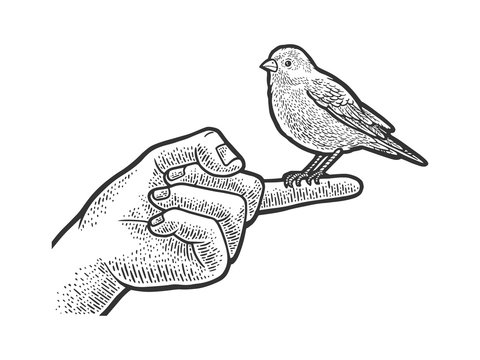 canary pet bird sitting on a finger sketch engraving vector illustration. T-shirt apparel print design. Scratch board imitation. Black and white hand drawn image.