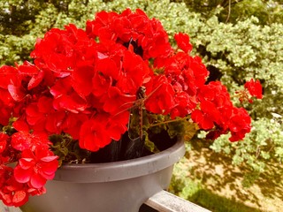 red flower pot