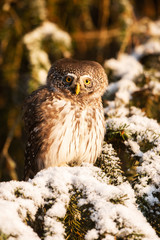 Serious looking predator adult Eurasian Pygmy Owl, Glaucidium passerinum, as the smallest owl in Europe, sitting and gazing on a snowy spruce branch in an old boreal forest of Estonia, Northern Europe