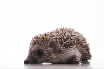 image of hedgehog white background 