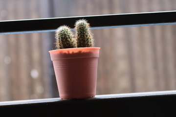 Baby Cactus in a pot on blurred background