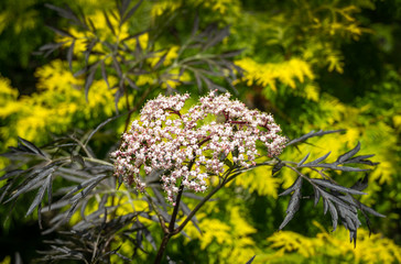 Black sambucus (Sambucus nigra) white flowers blossom. Macro of  delicate flowers cluster on yellow background in spring garden. Selective focus. Nature concept for design.