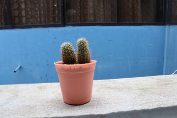 Baby Cactus in a pot