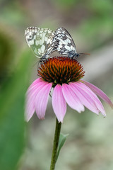 Two butterflies Melanargia galathea mating on a summer on the echinacea flower 