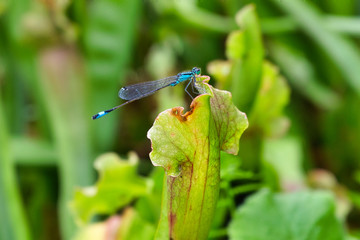 Eine Libelle auf einer Pflanze