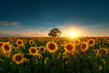Feld der blühenden Sonnenblumen und des Baums auf einem Hintergrundsonnenuntergang