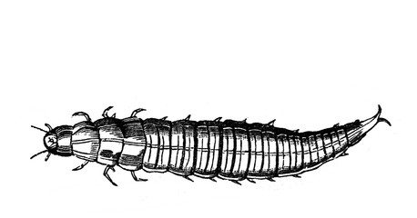 Larva in the old book Encyclopedic dictionary by A. Granat, vol. 5, S. Petersburg, 1896