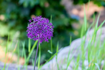 Obraz premium Beautiful purple flower in the shape of a ball on a green meadow background.