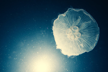 Underwater image of jellyfishes in the sea