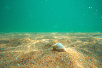Obraz na płótnie Canvas Black Sea rapan in algae walks on the sand, underwater view