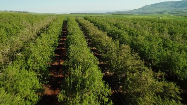 Aerial view of orchards from a drone's point of view
