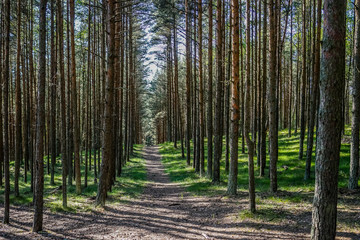 Obraz premium the bright sun filtering through the leaves of the trees in the forest