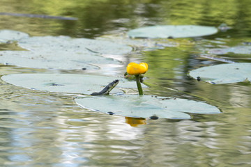Swimming the grass snake (Natrix natrix) near the water-lily flower. Nuphar lutea or brandy-bottle plant.Place for text.