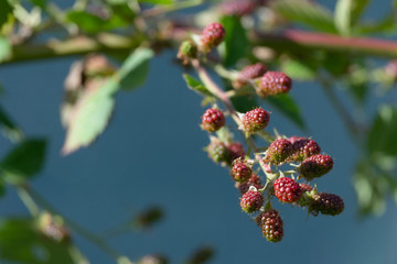 Red ripening thorn less garden black berries, blue background.