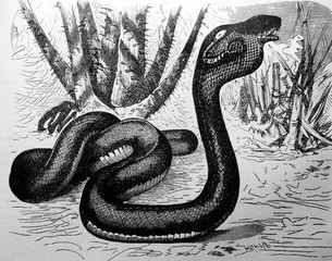 Obraz premium Cobra in the old book Encyclopedic dictionary by A. Granat, vol. 3, S. Petersburg, 1896